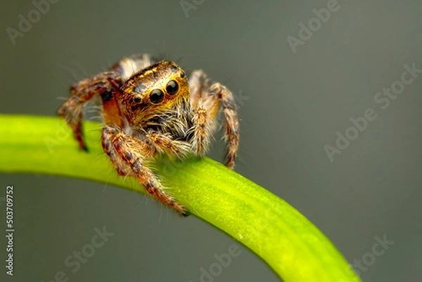 Obraz Close up  beautiful jumping spider  
