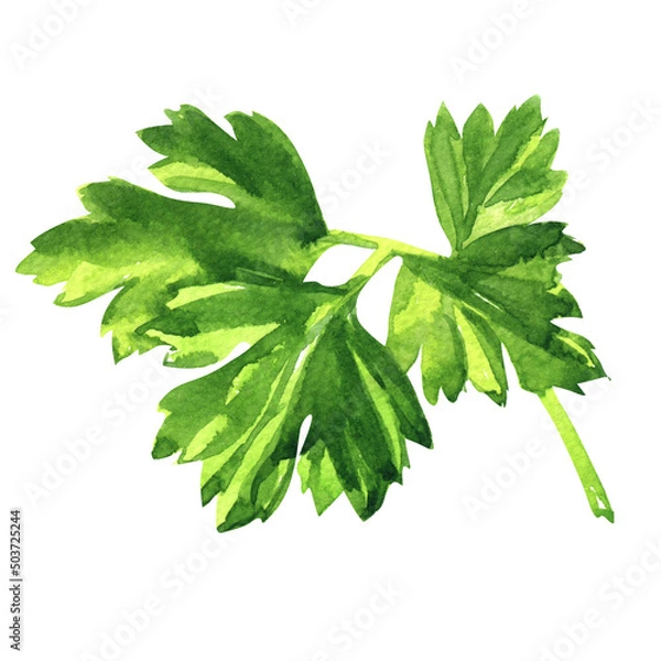 Fototapeta Fresh green parsley leaves, natural organic healthy food, vegetarian ingredient, isolated object, close-up, package design element, hand drawn watercolor illustration on white background