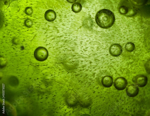 Obraz Zamknij się z lodu spiruliny