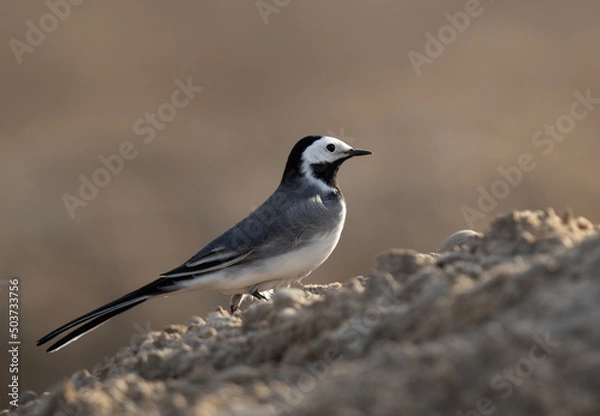 Fototapeta Portrait of a White wagtail on a mound, Bahrain