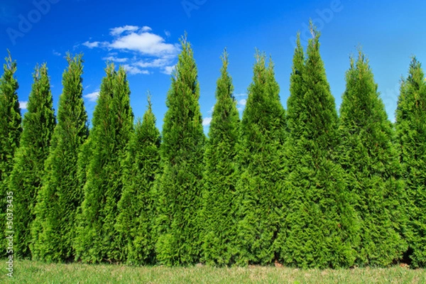 Fototapeta Cypresses