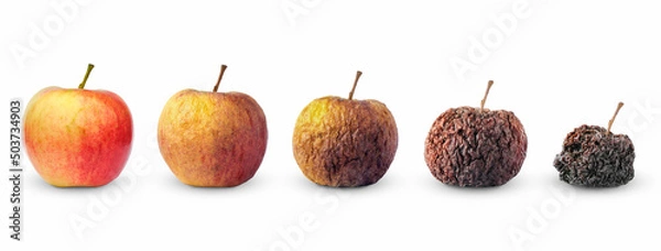 Fototapeta Life circle of apple fruit from fresh to rotten isolated on white background