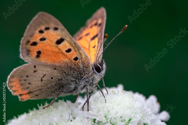 Obraz Small copper butterfly (Lycaena phlaeas) on white flower