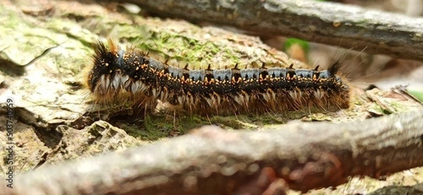 Obraz caterpillar on a leaf