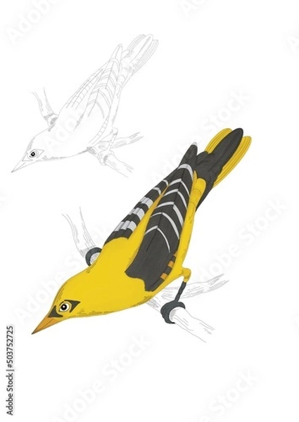 Obraz yellow bird oriole sitting on a branch