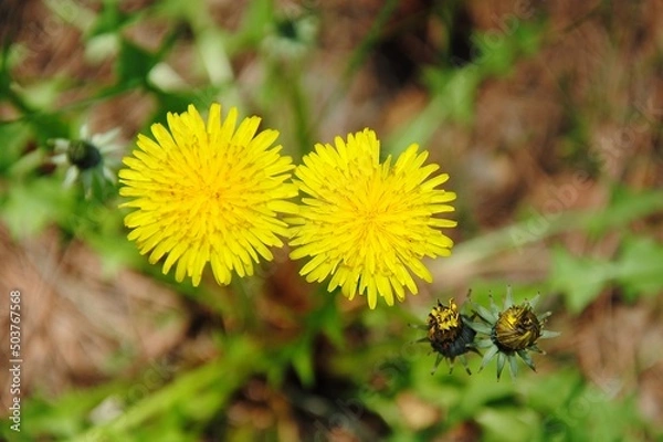 Obraz bee on dandelion