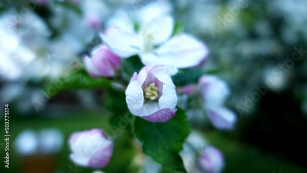 Fototapeta Beautiful apple blossom in spring in the garden
