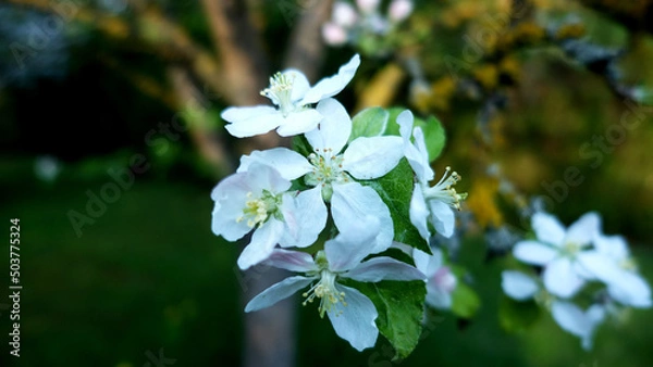 Fototapeta Wunderschöne Apfel Blüte im Herbst
