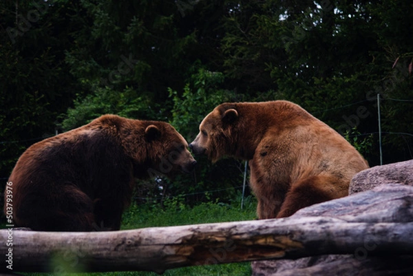 Fototapeta two bears