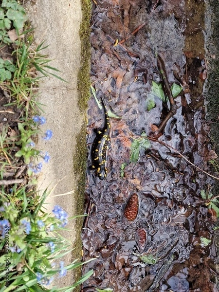 Fototapeta ants on a tree