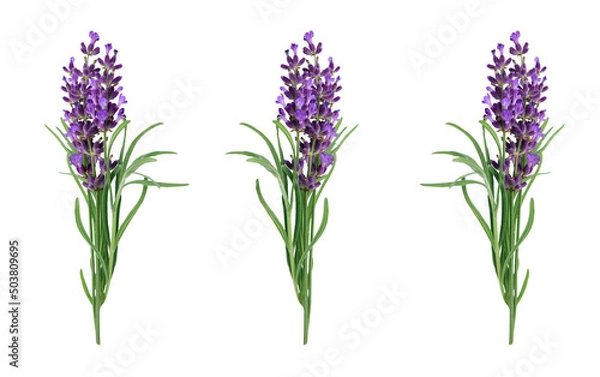 Fototapeta Isolated bouquets of blooming lavender on a white background