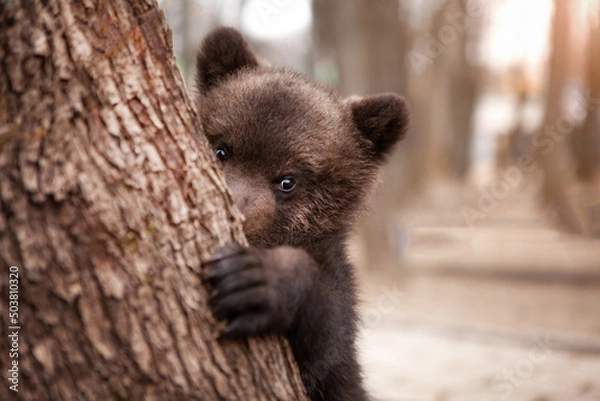 Fototapeta A very cute little brown bear peeks out from behind a tree with curiosity, in the wild. Wildlife protection concept.