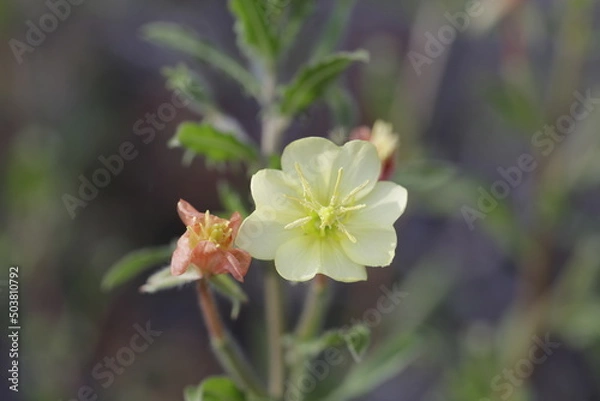 Obraz small wild flower