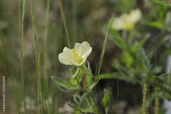 Obraz small wild flower