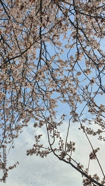Obraz snow covered branches