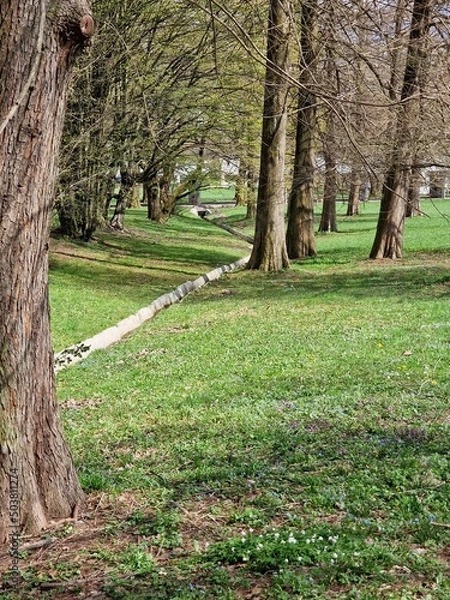 Obraz trees in the park