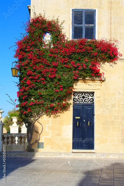 Fototapeta Buganvillas