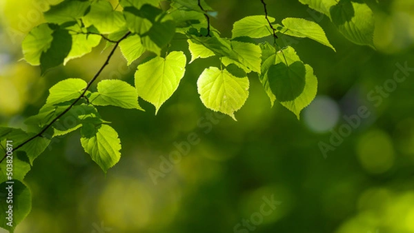 Fototapeta Frühling: Lindenblätter mit unscharfem Hintergrund | linden leaves with blurred background