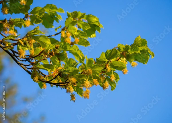 Obraz Blühende Rotbuche gegen blauen Himmel | Fagus sylvatica | flowering European beech