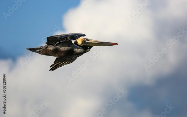 Obraz Pelican Soaring through Clouds in Daytona Beach