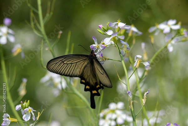Obraz 日中に低い場所をゆっくりと優雅に飛んでいるジャコウアゲハ
