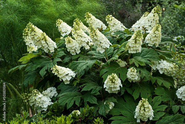 Fototapeta Flower head of oakleaf hydrangea (Hydrangea quercifolia) in mid-May in central Virginia. 