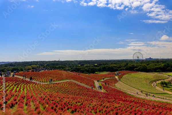 Fototapeta ひたちなか海浜公園
