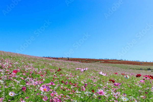 Fototapeta ひたちなか海浜公園