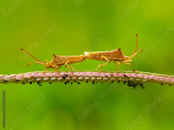 Obraz Pest insects are mating against a natural background