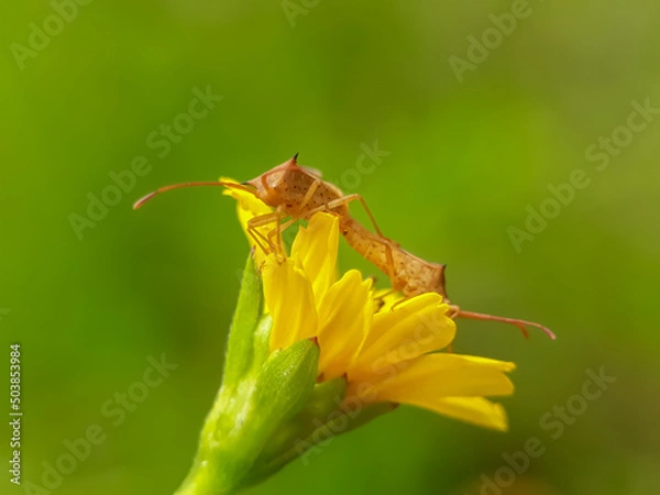 Obraz Pest insects are mating against a natural background