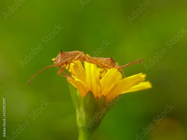 Obraz Pest insects are mating against a natural background