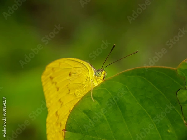 Obraz Yellow butterfly on green leaves with a natural background 