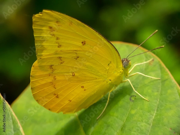 Obraz Yellow butterfly on green leaves with a natural background 