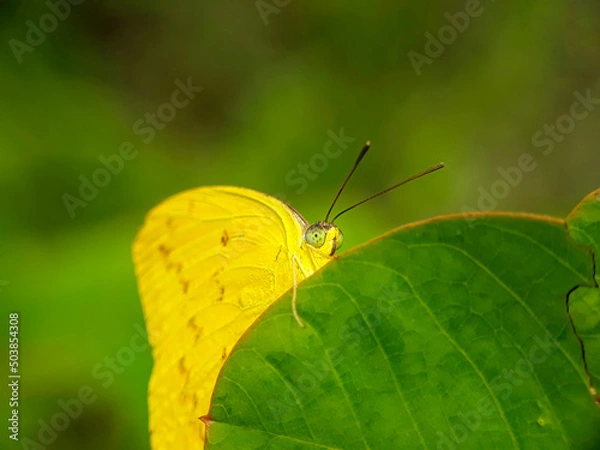 Obraz Yellow butterfly on green leaves with a natural background 