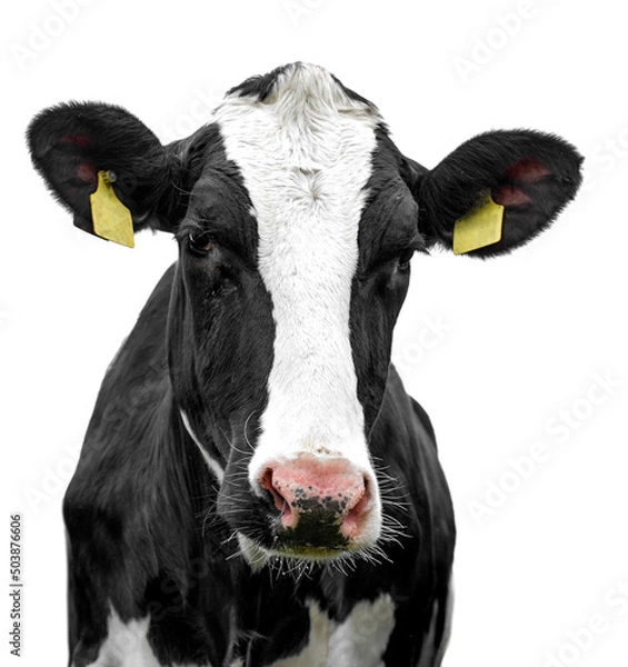 Obraz cow on a white background isolated