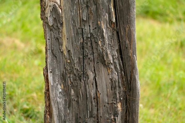 Fototapeta The trunk of an old dry tree on a green background
