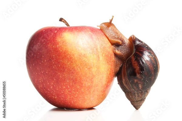 Fototapeta Apfel mit Schnecke