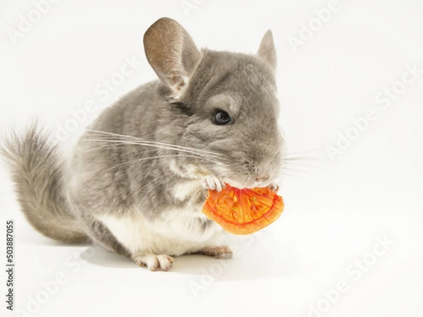 Obraz 手に持った乾燥トマトを食べるチンチラ