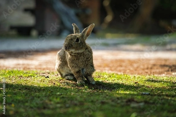 Fototapeta Rabbit