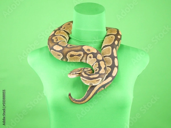 Obraz 首にかけられた太い蛇