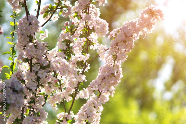 Obraz Plum blossoms bloom in spring