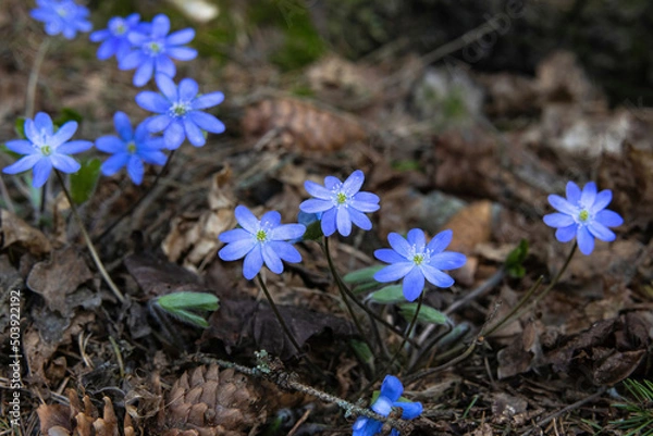 Fototapeta The first beautiful spring forest flowers appearing after the snow melts in early spring