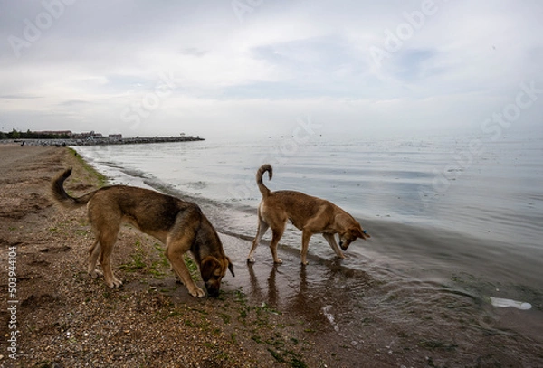 Fototapeta red dog on the sandy beach minds his own business