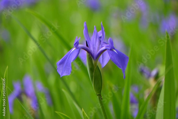 Fototapeta 5月の京都市大田ノ沢のカキツバタ群落02