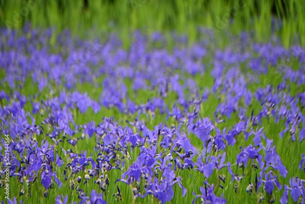 Fototapeta 5月の京都市大田ノ沢のカキツバタ群落01