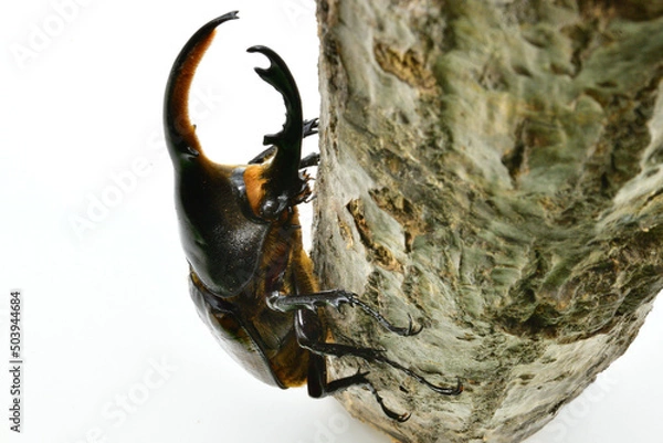 Obraz ヘラクレスオオカブト　リッキー
