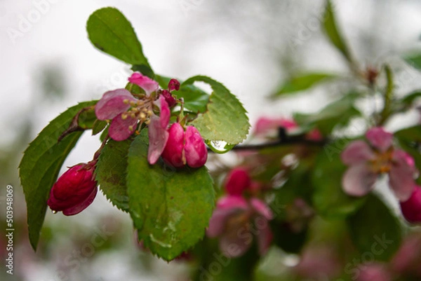 Obraz red apple blossom