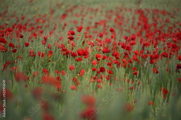 Obraz coquelicots