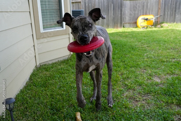 Fototapeta Great Dane Playing with Frisbee 