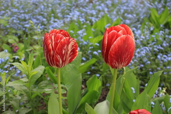 Fototapeta Multi-colored tulips bloom on a sunny spring day in a flowerbed in the park